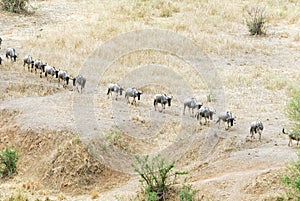 Wildebeests, Tarangire National Park, Tanzania