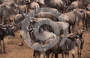 Wildebeests waiting to cross Mara river