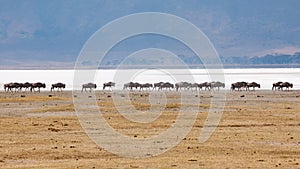 Wildebeests walking in line in Ngorongor Crater, Tanzania, Africa, lots of wildebeests