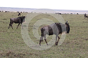 Wildebeests in the wild maasai mara