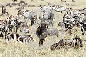 Wildebeests & zebras
