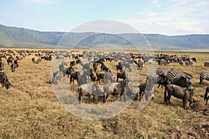 Wildebeests and zebras