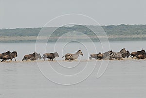 Wildebeests and zebras crossing a river in Serengeti