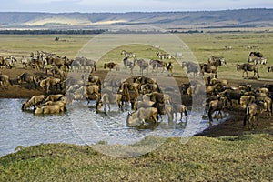 Wildebeests and zebras drinking at water hole, Kenya
