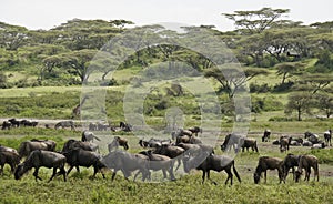 Wildebeests, zebras, and giraffes, Tanzania