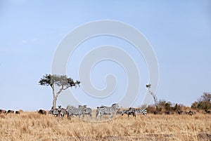 Wildebeests and zebras in the grassland of Masa Mara