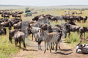 Wildebeests and Zebras grazing in Serengeti National Park in Tanzania, East Africa.