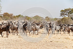 Wildebeests and Zebras at great migration time in Serengeti, Africa, hundrets of wildebeests together