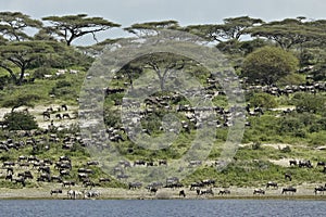 Wildebeests and zebras on hill above lake, Tanzania