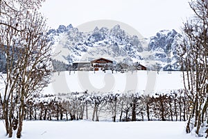 Wilder Kaiser mountainrange with snow between trees, Going am Wilden Kaiser, Tyrol, Austria