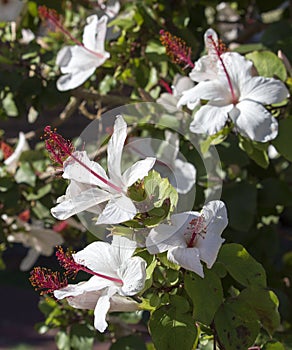 Wilder's White Hawaiian Hibiscus arnottianus Single Hibiscus with pink stamens.