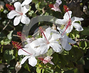 Wilder's White Hawaiian Hibiscus arnottianus Single Hibiscus with pink stamens.