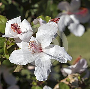 Wilder's White Hawaiian Hibiscus arnottianus Single Hibiscus with pink stamens.