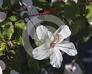 Wilder's White Hawaiian Hibiscus arnottianus Single Hibiscus with pink stamens.