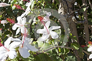 Wilder's White Hawaiian Hibiscus arnottianus Single Hibiscus with pink stamens.