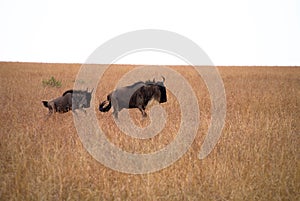 Wilderbeast in masai mara