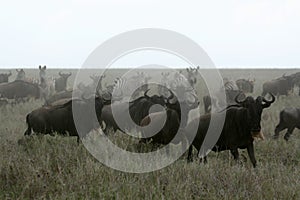 Wilderbeast Running - Safari, Tanzania, Africa