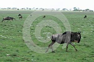 Wilderbeast Running - Safari, Tanzania, Africa