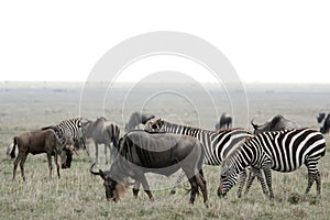 Wilderbeast - Serengeti Safari, Tanzania, Africa