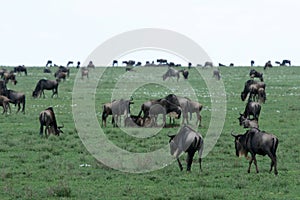 Wilderbeast - Serengeti Safari, Tanzania, Africa