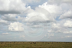 Wilderbeast - Serengeti Safari, Tanzania, Africa