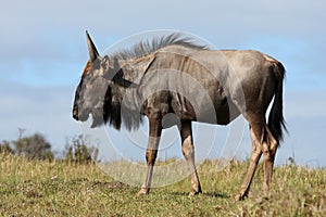 Wilderbeest Antelope