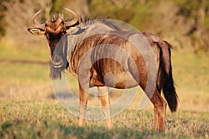 Wilderbeest Antelope