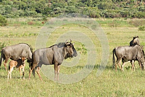 Wilderbeest