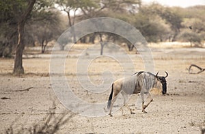 Wilderbeest in a nature of tanzania