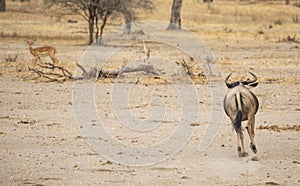 Wilderbeest in a nature of tanzania