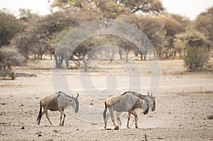 Wilderbeest in a nature of tanzania