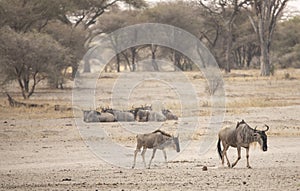 Wilderbeest in a nature of tanzania