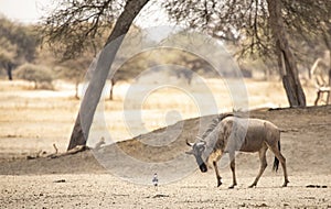 Wilderbeest in a nature of tanzania