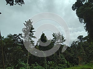 Wildernes and grass photo