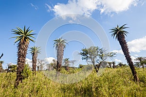 Wilderness Aloes Trees Grass Terrain Sky