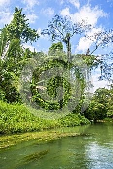 Wilderness along the Martha Brae River in Jamaica.