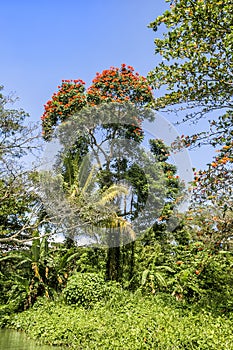 Wilderness along the Martha Brae River, a popular tourist attra