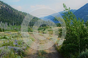 Wilderness Dirt Road in Summer Heading to the Forested Mountains