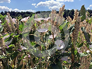 wilderness in a field of wheat