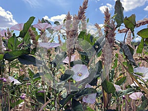 wilderness in a field of wheat