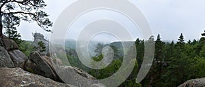 Wilderness forest in fog and rain, panoramic view