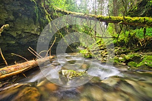 Wilderness in Hybicka tiesnava gorge during spring