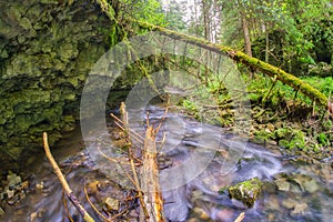 Wilderness in Hybicka tiesnava gorge during spring