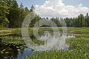 Wilderness marsh in Northeastern USA