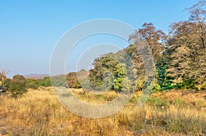 Wilderness in Ranthambhore National park photo