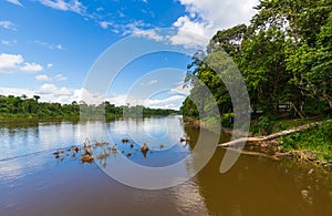 Wilderness River Scenery In Suriname South America