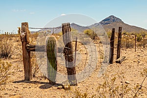 Wilderness with saguaro cactus and fence in Ajo, Arizona.