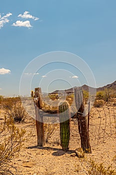 Wilderness with saguaro cactus and fence in Ajo, Arizona.
