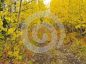 Wilderness trail golden fall aspen boreal forest