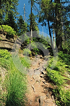 Wilderness trail, National Park Black Forest , Baden-Wuerttemberg, Germany